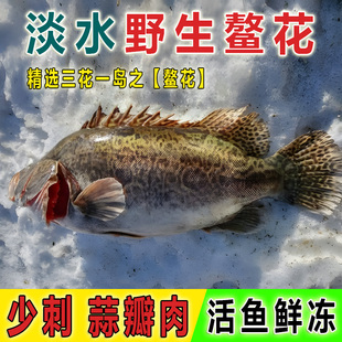 正宗淡水鱼冬捕鳜鱼松花江冷水鳌花鱼新鲜桂鱼冷冻一整箱