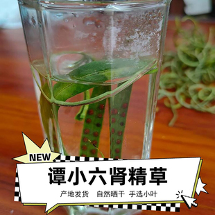 腎精草長白山化石草腎精茶小葉孢子黃金草男性沖水東北嗷嗷叫50g