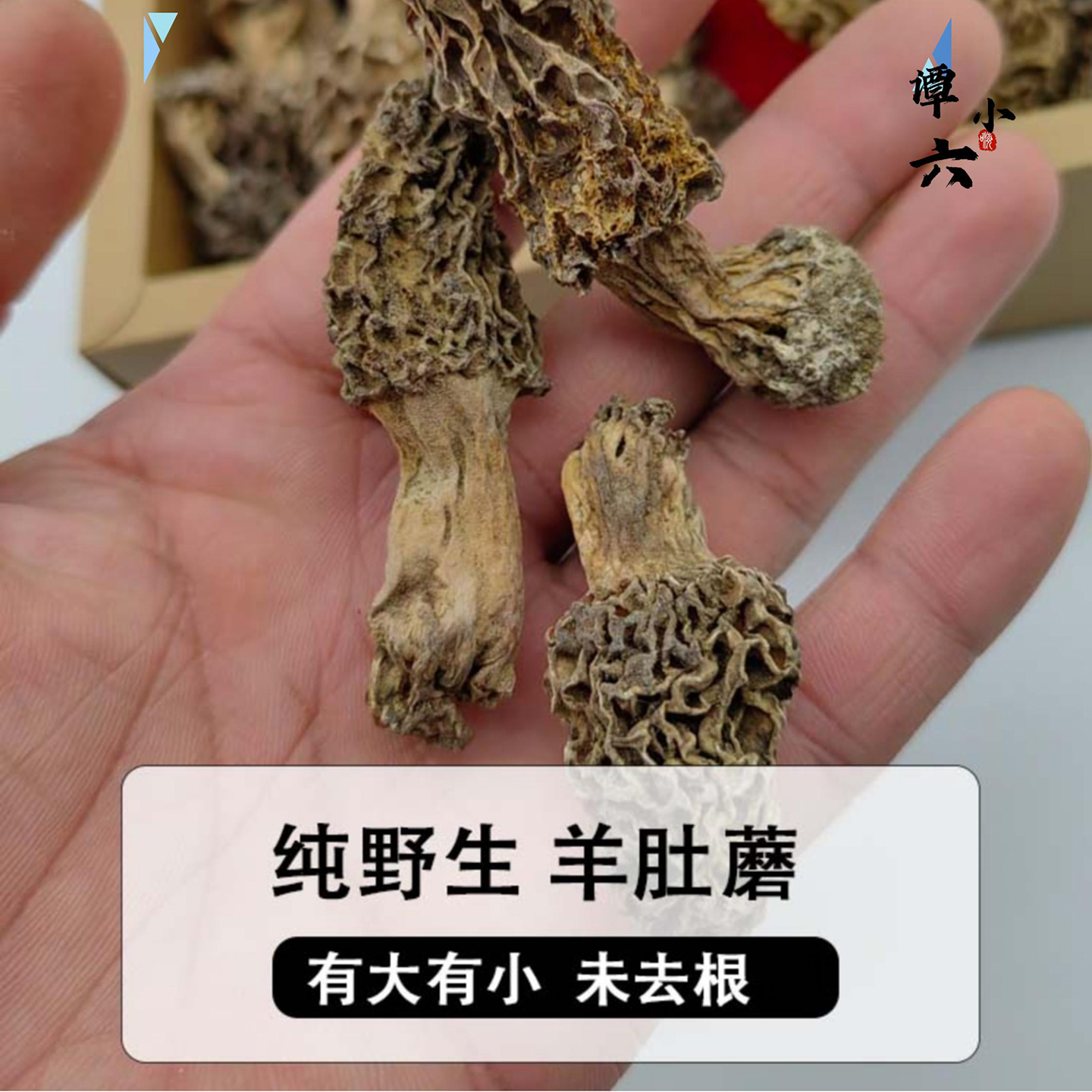 野生羊肚菌干货新鲜装东北蘑菇长白山煲汤菌菇特产50克产地包邮