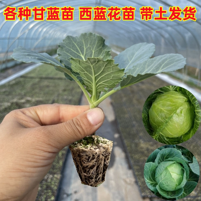 牛心紫甘蓝秧苗秋冬耐寒蔬菜苗