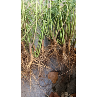 宸汐园艺 日本无刺蔷薇实生根嫁接根接砧木提根盆景素材玫瑰