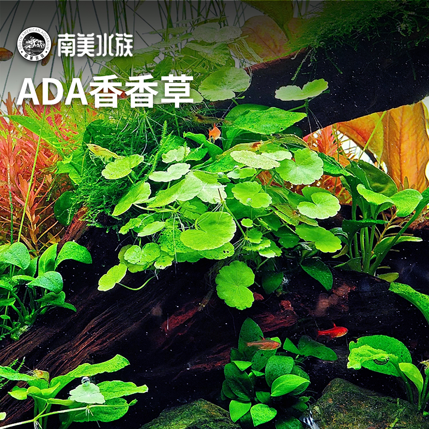 迷你香香草水草草缸雨林鱼缸造景