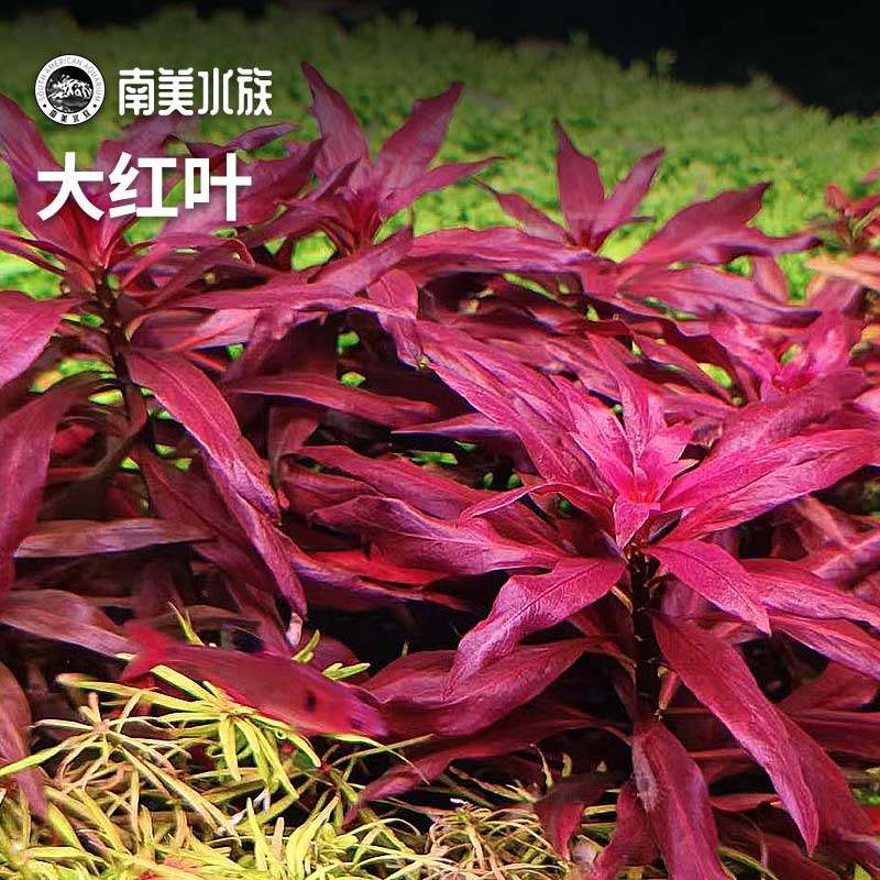 大红叶红色中景水草水下叶荷兰景鲁宾叶底红宫廷丹麦鱼缸草缸造景