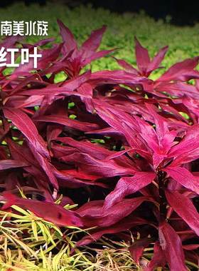 大红叶红色中景水草水下叶荷兰景鲁宾叶底红宫廷丹麦鱼缸草缸造景