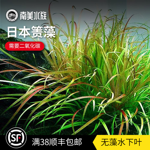 日本箦藻飘逸的绿色中景细叶水草