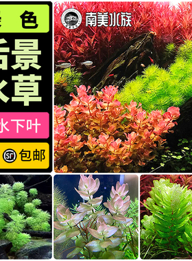 绿色后景水草绿松尾宫廷日本珍珠草水下叶鱼缸水草造景南美水族