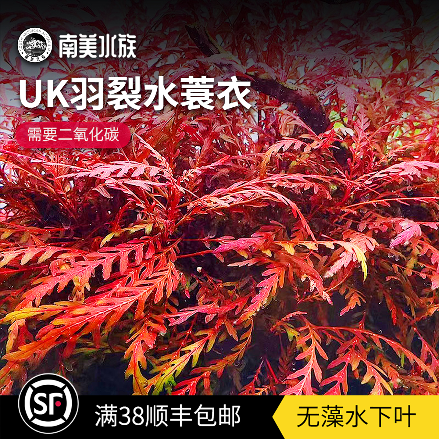 uk羽裂水蓑衣ada稀有水草造景