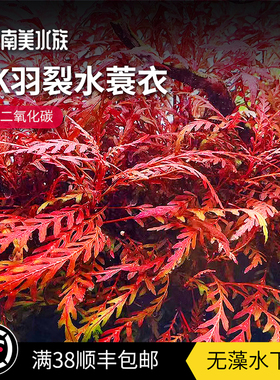 uk羽裂水蓑衣雨裂ADA稀有红色水草宫廷草缸造景水下叶淡水缸造景