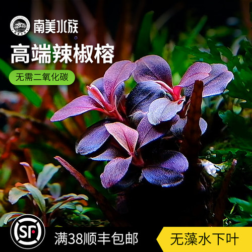 辣椒榕野株高端阴性水草水下叶