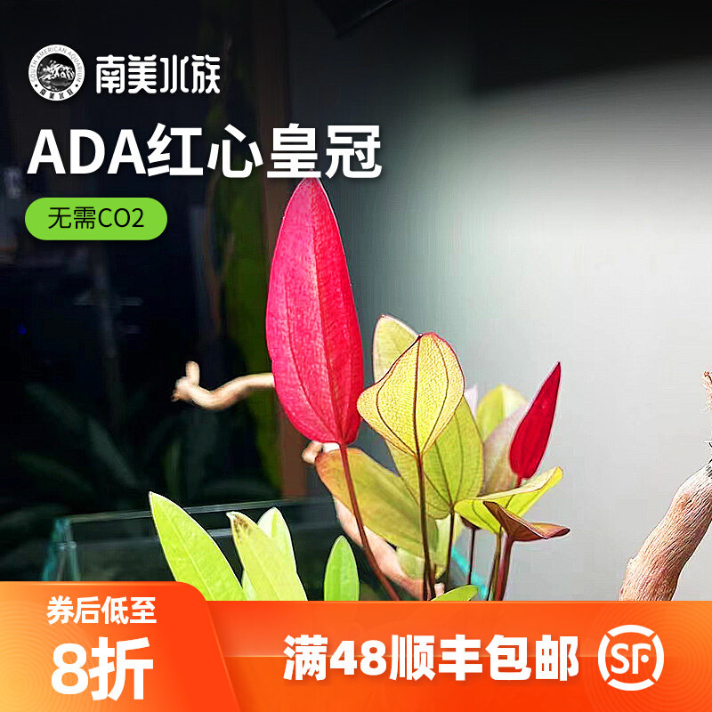 速发AAD红心阿根廷翡翠造荆水草南美缸紫景淡水鱼缸南美水族