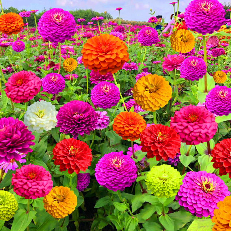 百日草花种籽子七彩重瓣百日草花种子四季开花百日菊花籽庭院室外