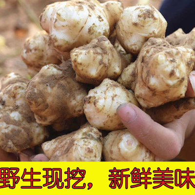 2025洋姜新鲜野鬼子姜不辣农家蔬菜酱腌菜泡菜种姜菊芋农家现挖包