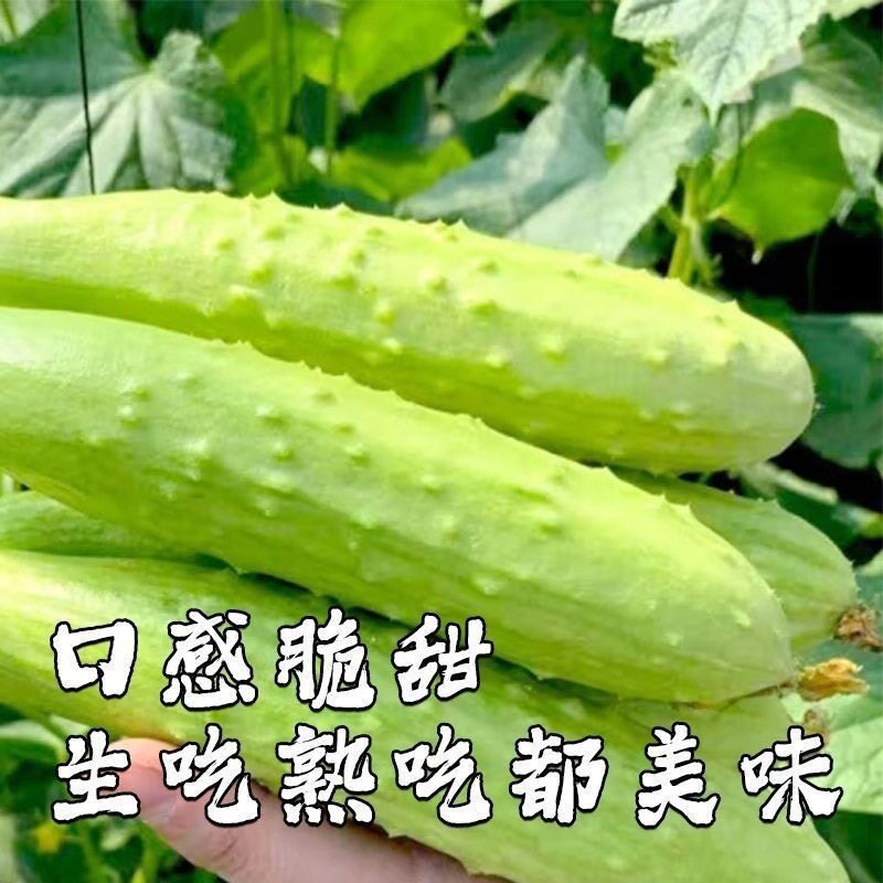 江西新鲜黄瓜现摘现发农家自种减脂蔬菜生吃脆甜白玉黄瓜孕妇水果 - 实物图