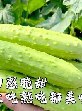 江西新鲜黄瓜现摘现发农家自种减脂蔬菜生吃脆甜白玉黄瓜孕妇水果