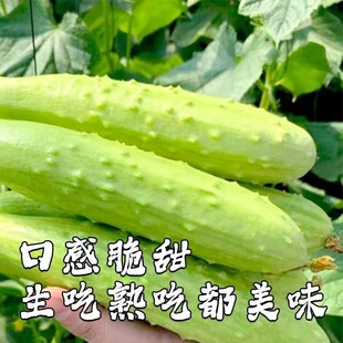 江西新鲜黄瓜现摘现发农家自种减脂蔬菜生吃脆甜白玉黄瓜孕妇水果