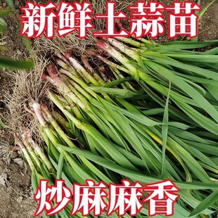 江西新鲜土蒜苗现挖现发农家自种露天蔬菜大蒜苗红皮蒜苗青梗带根