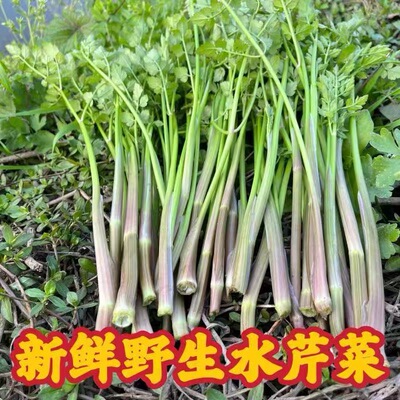 新鲜水芹菜野菜新鲜蔬菜野生菜现摘当季农小叶芹野水芹非野葱蕨菜