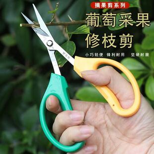 葡萄专用不锈钢翘头剪刀园艺花艺树枝花枝采果剪