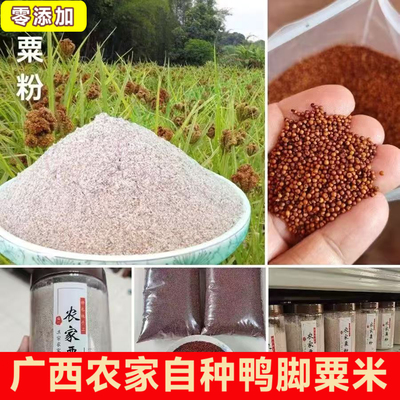 广西农家自种粟米鸭脚粟五谷杂粮