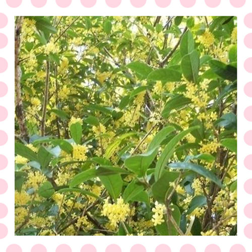 桂花有盐腌制加点糖速冻桂花