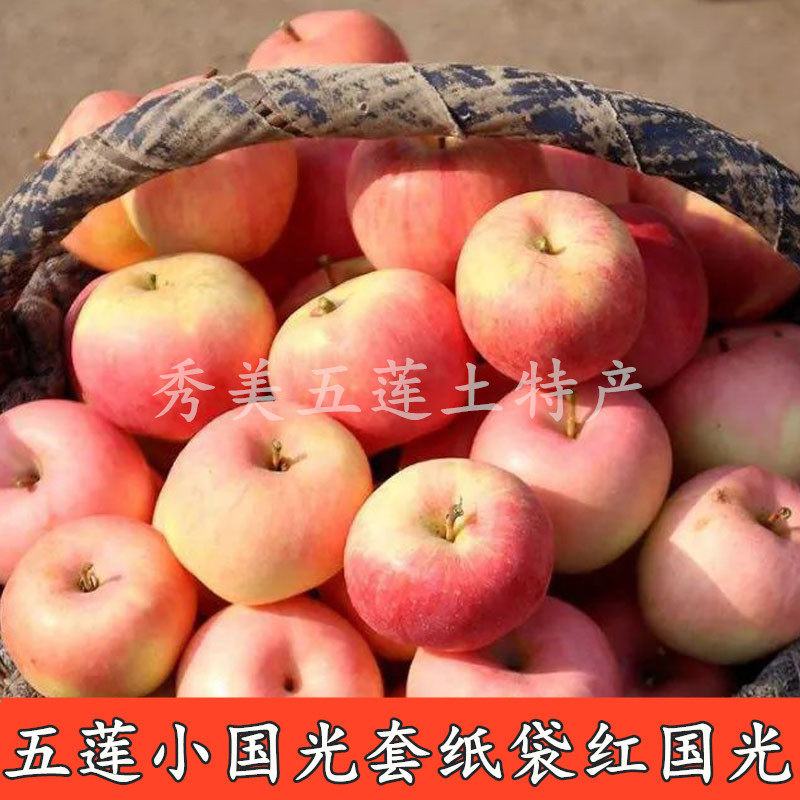 山东省正宗五莲小国光苹果套纸袋红国光新鲜应季水果酸甜可口孕妇