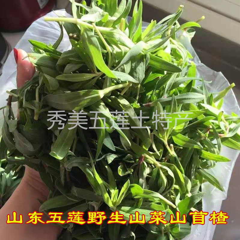 山东特产山菜山野菜山苜楂菜山蚂蚱菜马山菜新鲜野生包子馅山珍菜