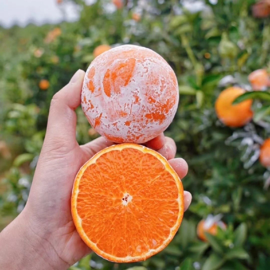 可发全国 广西武鸣脏脏柑5斤大果 新发地直发 北京可闪送