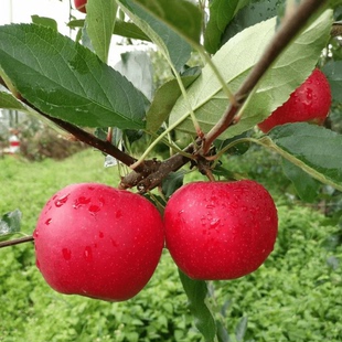 云南高原马登苹果 当季嘎啦新鲜水果 果园直发 孕妇宝宝生态苹果