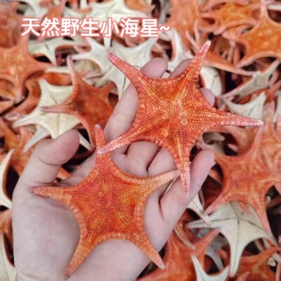渔民精选海星干500g泡酒滋补煲汤