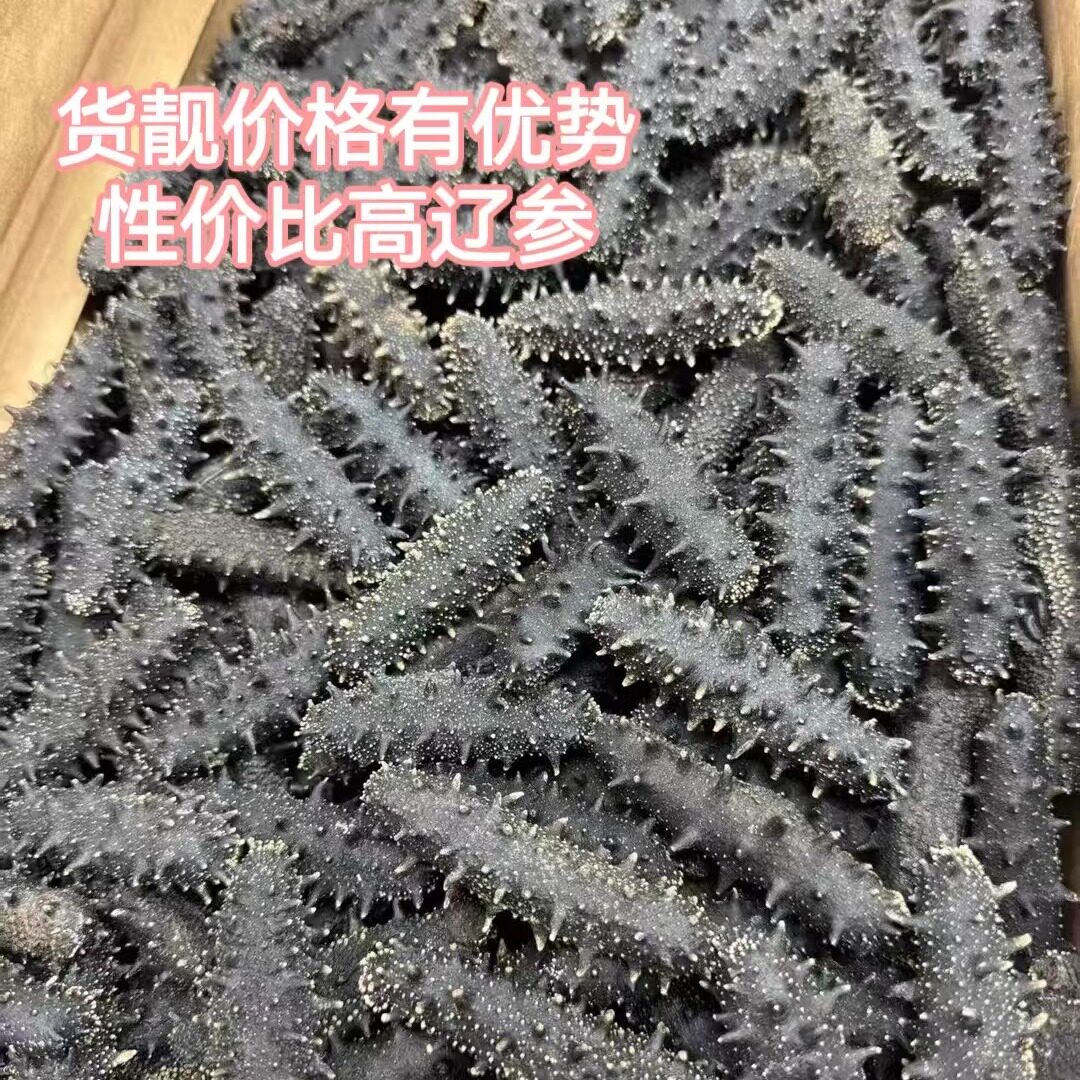 精选优质海参天然疗伤煲汤美食