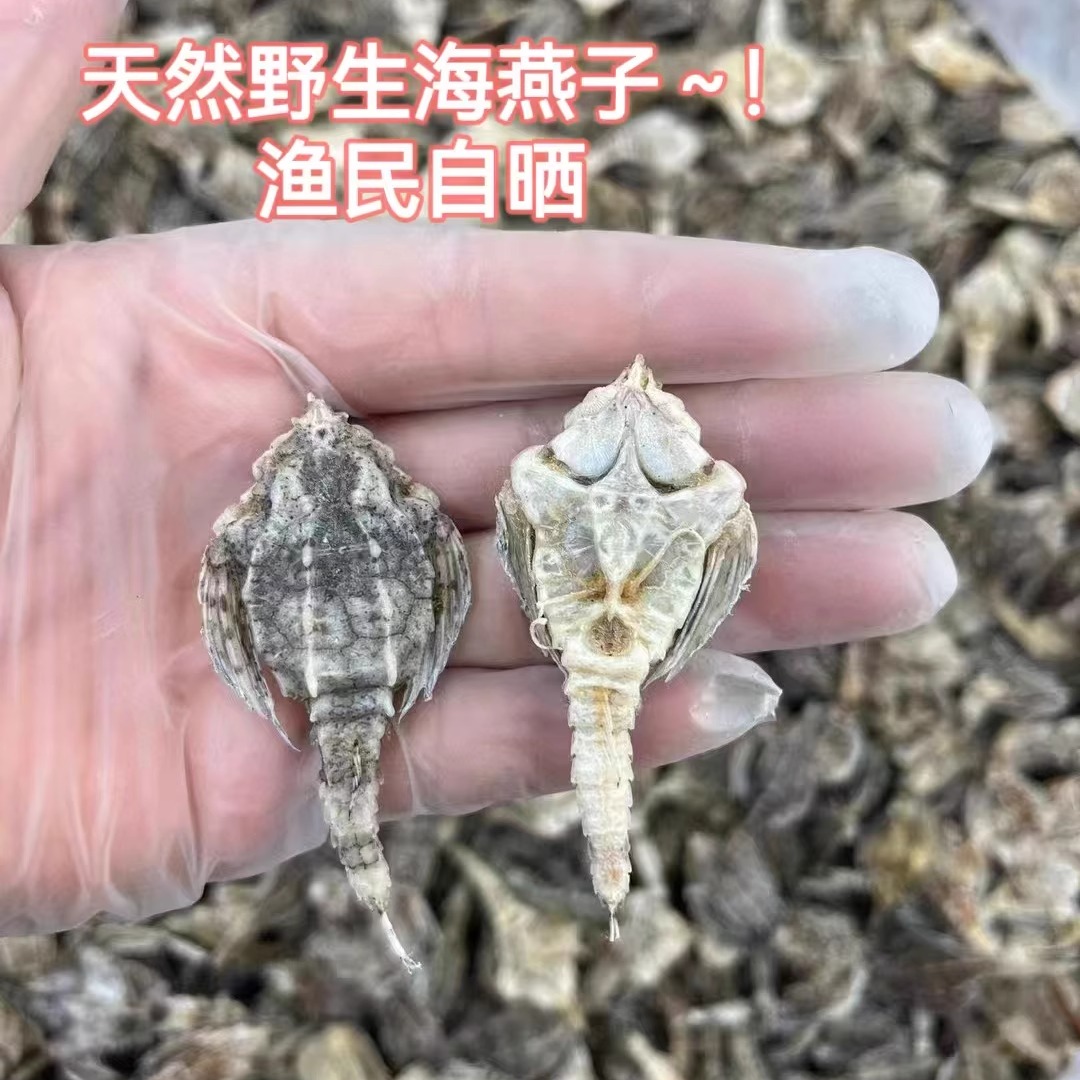 渔民新晒海燕子足干海麻雀圆身