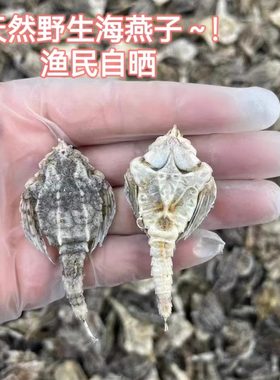 渔民新晒海燕子足干海麻雀圆身