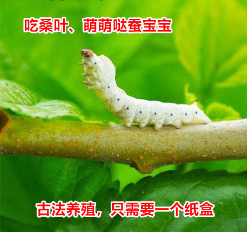 福州蚕宝宝 2龄蚕宝宝10头 蚁蚕  刚孵化小蚕 春蚕 蚕卵 只吃桑叶