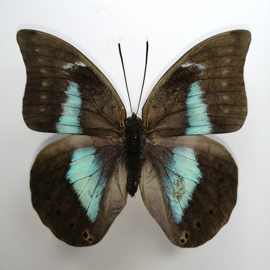 暗古靴蛱蝶,产地:墨西哥