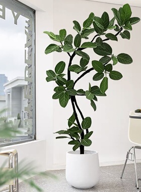 孟加拉榕树落地造型观叶大型真植物四季好养盆栽