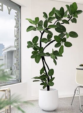 孟加拉榕树落地造型观叶大型真植物四季好养盆栽