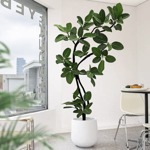孟加拉榕树落地造型观叶大型真植物四季好养盆栽