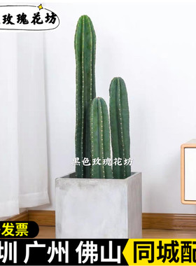 量天尺盆栽 仙人掌仙人柱家居北欧风净化空气防辐射植物