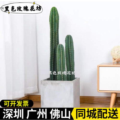 量天尺植物仙人掌防辐射净化空气