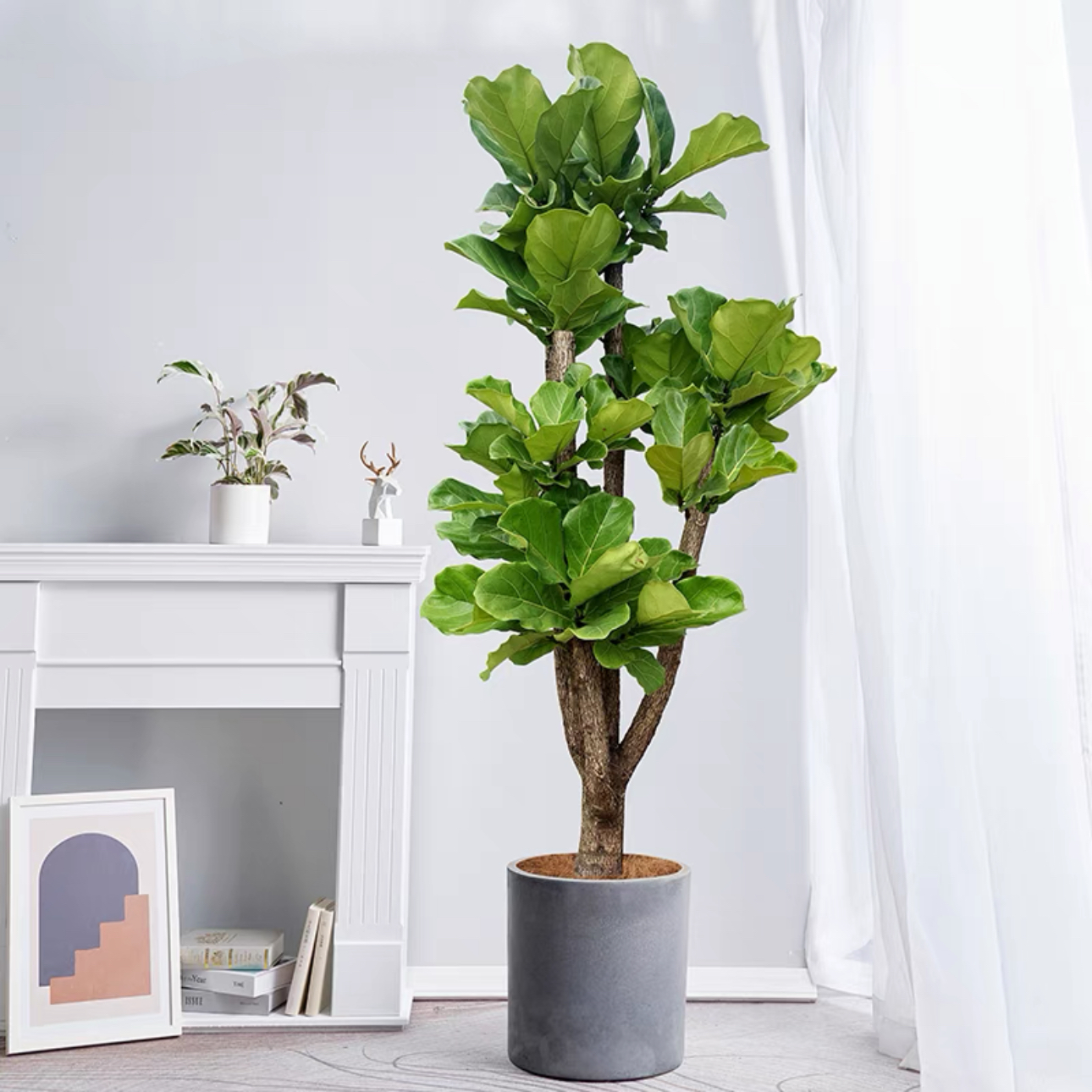 绿植琴叶榕深圳7年老店