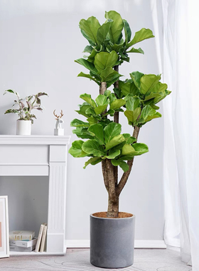 琴叶榕盆栽大叶造型绿植室内客厅大型易活观叶净化空气阳台