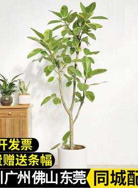 花叶橡皮树黄金榕盆栽 好养观叶造型植物 客厅办公室净化空气