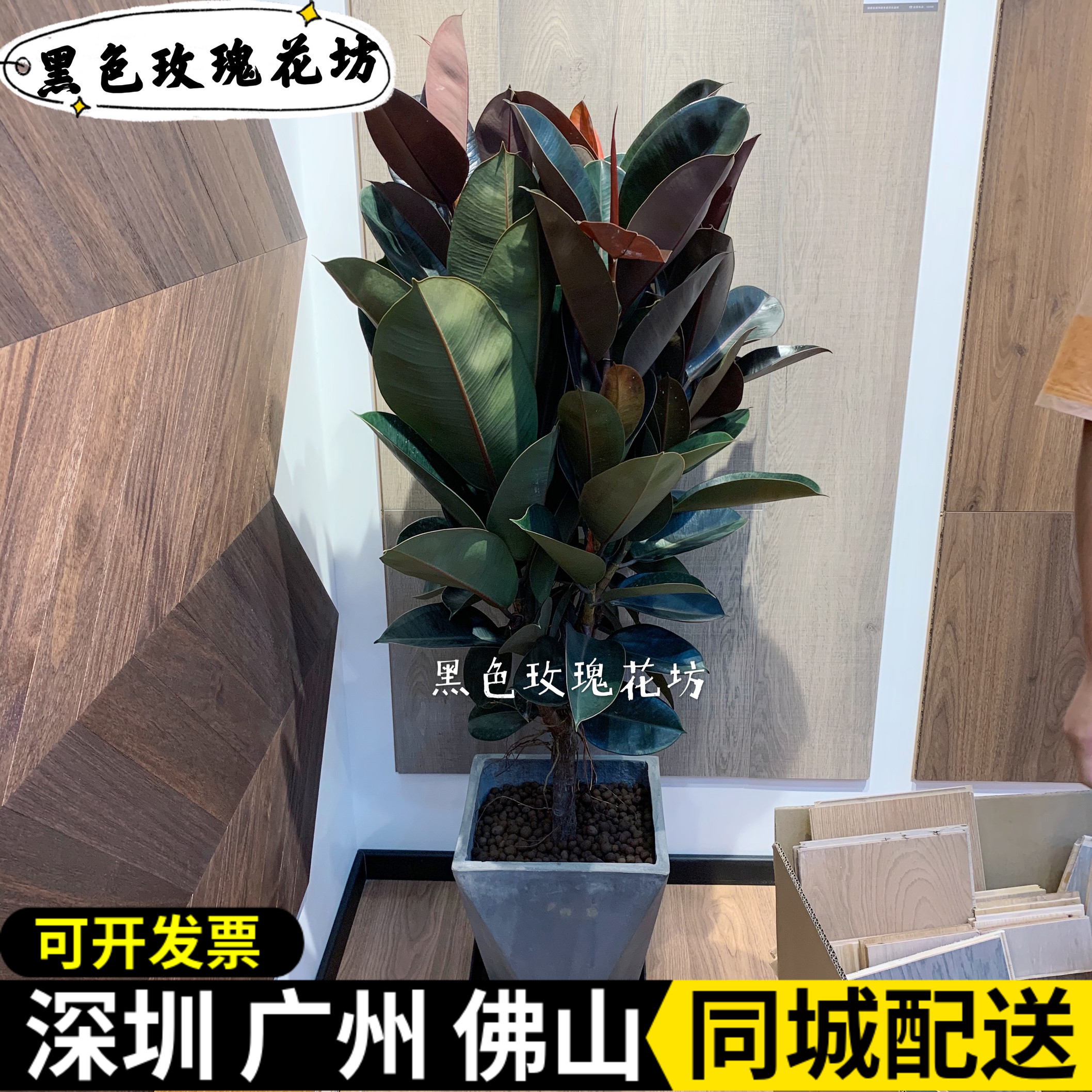 橡皮树盆栽黑金刚 大型植物盆栽室内客厅大叶绿植净化空气