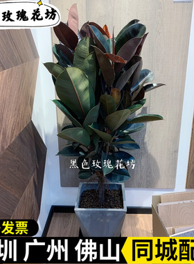 橡皮树盆栽黑金刚 大型植物盆栽室内客厅大叶绿植净化空气