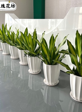 金边也门铁盆栽 前台植物办公室盆栽走廊  巴西铁 净化空气绿植