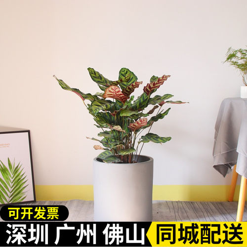 孔雀竹芋盆栽 客厅 办公室 前台美观 四季好养中型绿植 净化空气