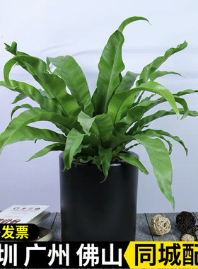 展叶鸟巢蕨盆栽铁线蕨植物室内办公室四季常青花卉绿植净化空气