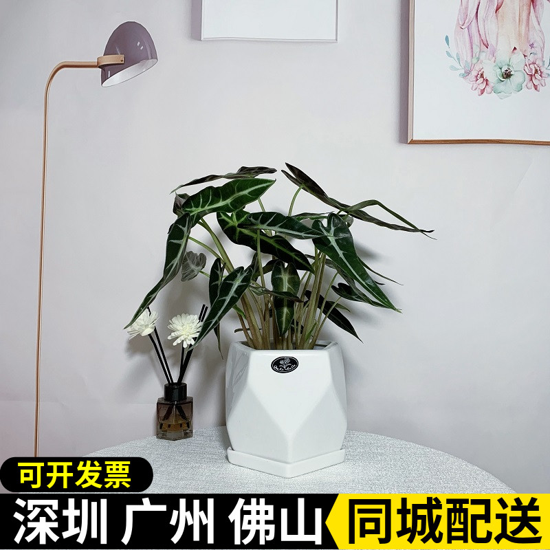 深圳小仙女盆栽 黑叶芋绿植 办公室桌面小盆栽 室内花卉