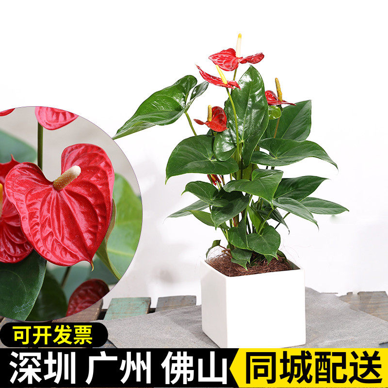 红掌盆栽鸿运当头植物办公室粉掌