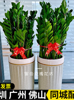 深圳金钱树盆栽绿植摇钱树室内公司开业乔迁送礼办公室大型植物